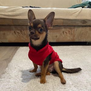 סוודר כלבים מפליז, וסט חורפי חם, מעיל, ג'קט, פולובר עם רצועת D-Ring לגורים קטנים, דאקל, יורקשייר, צ'יוואווה - Product Image 3