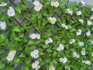 Wholesale Heat Treated Wood Security Fence Panels Artificial <strong>Leaf</strong> &amp; Flower Vines <strong>Trellis</strong> Grass Panels for Outdoor Garden Walls - Product Image 3