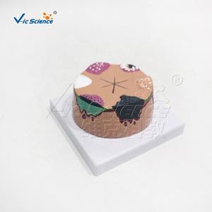 बच्चों के लिए त्वचा कैंसर शारीरिक शिक्षा मॉडल मैनिकिन प्लास्टिक/पीसी - Product Image 3