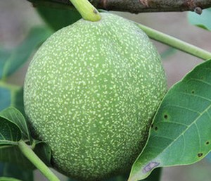 Extracto de Cáscara Verde de <span class=keywords><strong>la</strong></span> Fruta Inmadura de Nuez (Juglans <span class=keywords><strong>Regia</strong></span>) - Product Image 3