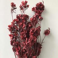 Fleurs de papillons naturels préservées pour le Nouvel An, en gros, pour arrangements de bouquets de mariage – Solution tout-en-un
