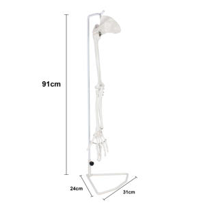 Modelo de <span class=keywords><strong>esqueleto</strong></span> de brazo humano de hueso de miembro <span class=keywords><strong>superior</strong></span> de tamaño real con articulación de hombro - Product Image 6