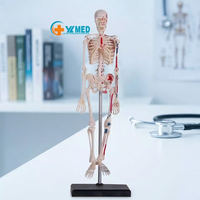 Modèle de dissection de squelette humain en PVC assemblé en 4D, 46 parties, pour l'enseignement et la formation médicale CE\ISO