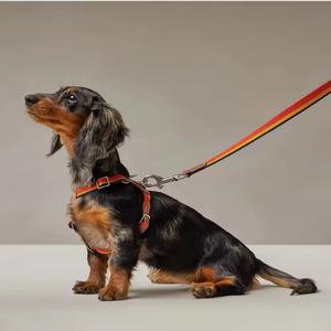 Collar de marca para perro, collar ajustable para mascotas y conjunto de correa, accesorios de moda para mascotas, disponible en stock. - Product Image 2