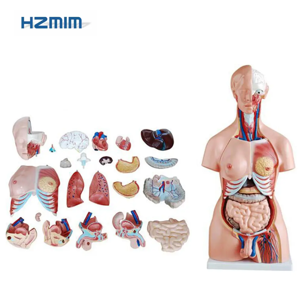 मानव शरीर रचना मॉडल: मानव शरीर रचना विज्ञान धड़ मॉडल, मानव शरीर मॉडल