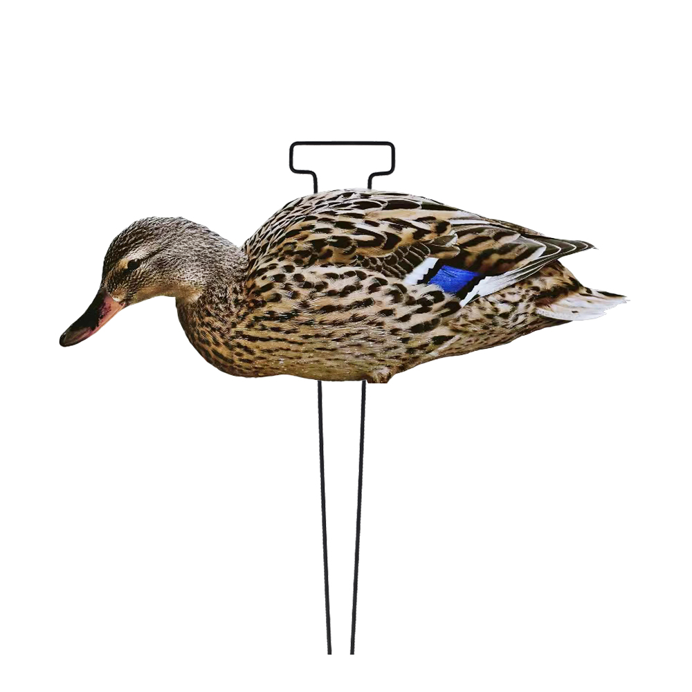 Gallina da nutrimento