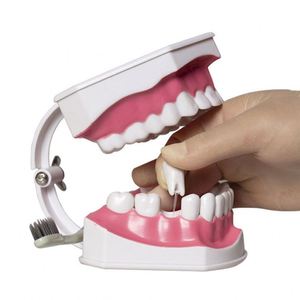 Tapón Dental 2x Grande, Cepillo de Dientes de Plástico/Niti/Acero Inoxidable, Eléctrico/Manual, Empaque Individual, Clase I para Enseñanza - Product Image 1