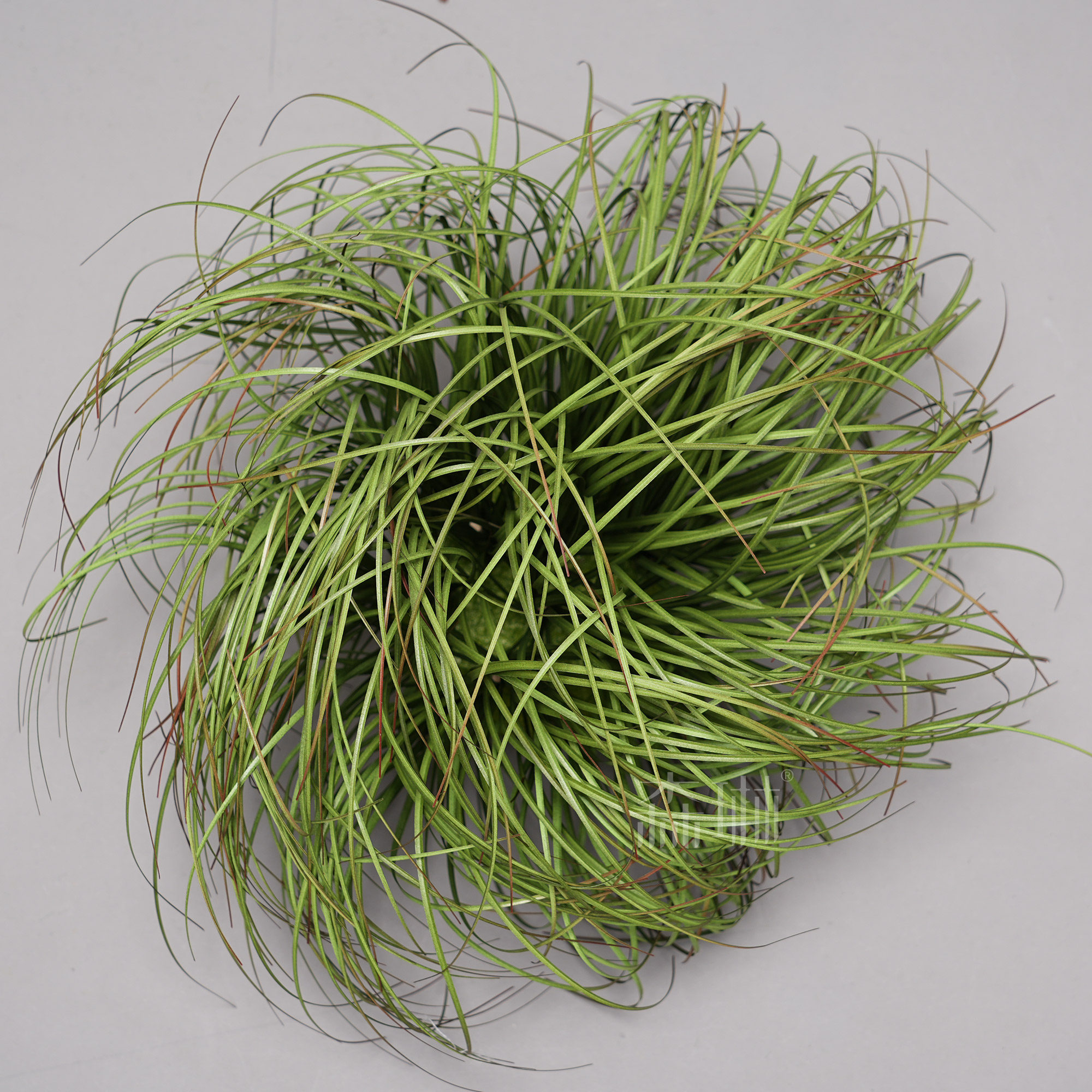 Amas d'herbe de taille moyenne-25 cm