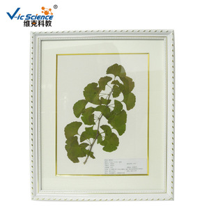 Vic Science & Education <b>Plant</b> Herbarium Specimens, Beautifully <b>Framed</b> for Exhibition and Collection, Biology Teaching - Product Image 1
