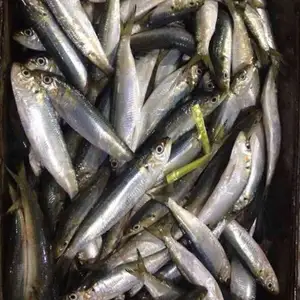 Sardinas de Marruecos congeladas, tierra Seafrozen, buen precio