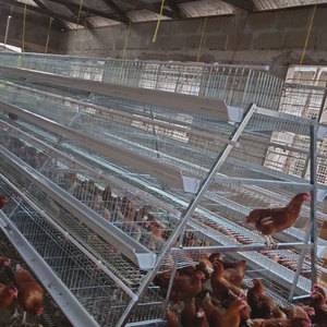 Offre Spéciale 96 / 160 oiseaux 3/4 couches équipement agricole un type <span class=keywords><strong>cages</strong></span> de batterie pour couches cage - Product Image 1