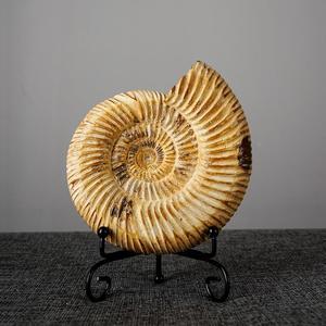 Fossiles d'ammonites naturels, pierres brutes, décorations minimalistes modernes pour bureau, accents pour armoire à vin, souvenirs portables - Product Image 3
