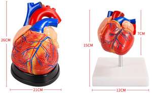 Modèle anatomique de coeur enseignement médical modèle détachable modèle de coeur de simulation pour pratiquer le département de <span class=keywords><strong>cardiologie</strong></span> - Product Image 4