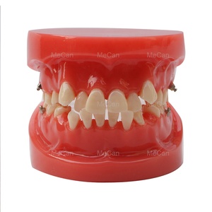 <strong>Dental</strong> Orthodontic Typodont Model Teeth Educational <strong>Dental</strong> Study Model - Product Image 6