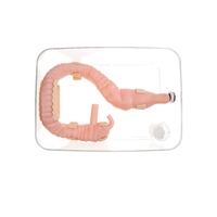 Modèle d'entraînement à la coloscopie Surgese ES002-S1 en matériau bionique de qualité médicale, anatomie complète du côlon, appendice, côlon ascendant, côlon transversal