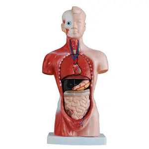 高质量医学教学人体骨骼解剖模型15部分26厘米躯干模型