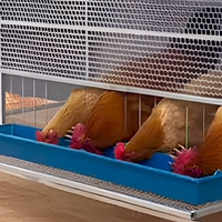 Nouvelle cage galvanisée de type anti-pluie, haute qualité, capacité 15 oiseaux, prix abordable