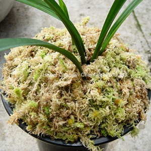 Nueva Zelanda Sphagnum Moss Live Fresh para plantas carnívoras - Product Image 4