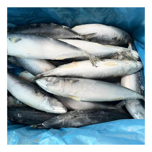 Venta al por Mayor de Mariscos, Envío Rápido, Origen China, <span class=keywords><strong>Caballa</strong></span> del Pacífico Fresca Congelada 400-600g, Scomber Japonicus, <span class=keywords><strong>Caballa</strong></span> de Thomson - Product Image 2