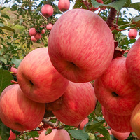Pommes Fuji Fraîches OEM ODM pour Achat en Gros, Étiquette Personnalisée, Provenant de Notre Propre Plantation, Récolte Actuelle, Cultivateur du Shaanxi, Carton de 10kg