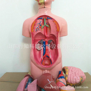 Modèle de tête, de cou et de torse (mâle) - Équipement pédagogique de démontage et de montage du corps humain en 11 pièces - Product Image 2