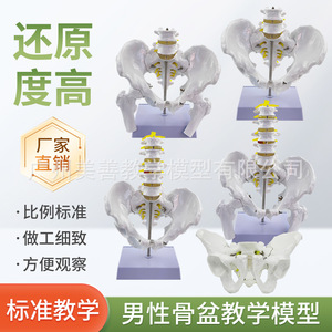 Matériel pédagogique pour l'enseignement de la bassine masculine avec cinq vertèbres lombaires, colonne vertébrale, nerfs, sacrum, coccyx et squelette. - Product Image 3