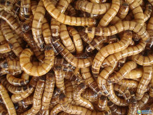 Superworm allevati in fattoria ad alta nutrizione mangime ideale per rettili uccelli e piccoli animali domestici - Product Image 3