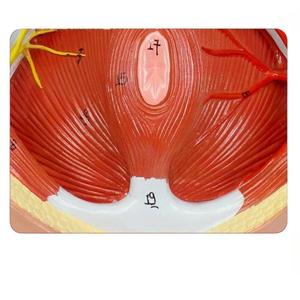 解剖学教育及び医学研修のための医学の教育モデル-男性の会陰解剖学的モデル - Product Image 4