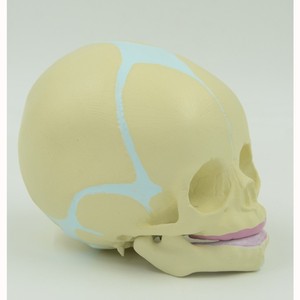 Modelo de Cráneo Infantil, Cráneo de Bebé, Ayuda Didáctica, Demostración de Mandíbula, Anatomía Esquelética Humana, Modelo Anatómico PNT-0160 - Product Image 2