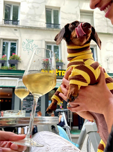 Nouveauté Printemps 2026 : Vêtements pour chiens en gros, Pulls en coton personnalisés et tendance pour toutes les tailles, Vêtements haut <span class=keywords><strong>de</strong></span> gamme pour teckels - Product Image 2