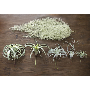 Vente en gros de plantes artificielles d'air de <span class=keywords><strong>tillandsia</strong></span> plantes succulentes en pot en plastique pour la décoration de la maison pour <span class=keywords><strong>le</strong></span> mariage et Thanksgiving - Product Image 5