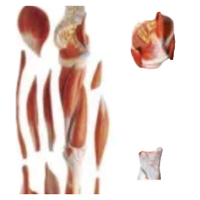 Mannequin d'anatomie musculaire des membres inférieurs ADA de haute qualité A1102 en PVC, matériau résistant à l'usure pour l'enseignement scolaire et la science médicale