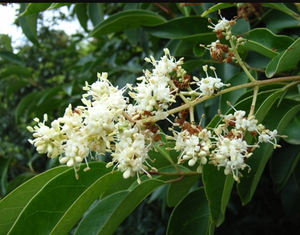 Оптовая продажа, растительные экстракты, экстракт <span class=keywords><strong>Ligustrum</strong></span> <span class=keywords><strong>Lucidum</strong></span>, глянцевый экстракт, порошок, олеановая кислота, 5% - Product Image 3