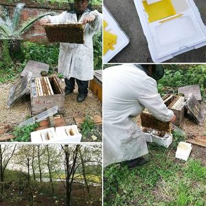 ZHILI BEE Nuevo Diseño Mini Caja de Poliestireno Expandido para Cría de Reinas, Kit de 4 Cuadros, <span class=keywords><strong>Colmena</strong></span> de Abejas de EPS 24x16x18cm, Garantía de 3 Meses, 0.7kg - Product Image 3