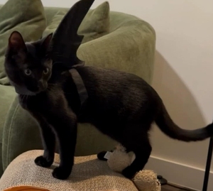 Disfraces de <span class=keywords><strong>Halloween</strong></span> para Gatos, Chalecos de Poliéster con Estampado Animal, Ropa para Mascotas, Accesorios para Disfraces de Fiesta para Perros Pequeños, Cachorros y Gatitos - Product Image 6