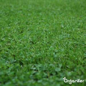 Micro Clover - (1500 G - 750 M2) - Trèfle de pelouse - Pur - Blanc - Herbe - Gazon - Product Image 4