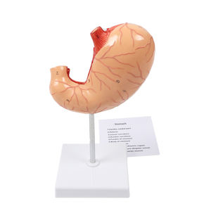 Modelo <span class=keywords><strong>de</strong></span> enseñanza con pantalla médica, modelo <span class=keywords><strong>de</strong></span> anatomía del estómago humano - Product Image 2