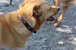 Nuevo <span class=keywords><strong>collar</strong></span> de perro de hueso de cuero de firma de cuero genuino 100% - Product Image 5