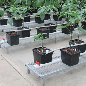 Complete <strong>Hydroponic</strong> Dutch Bucket with Automatic Irrigation and Pump for Tomato <strong>Pepper</strong> and Cucumber Cultivation - Product Image 1