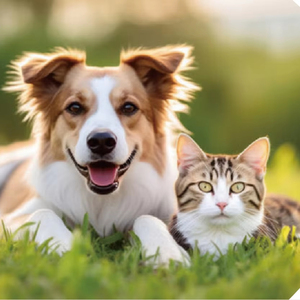 מזון יבש לכלבים קבלים באיכות פרימיום לתזונה ובריאות אופטימלית - Product Image 3