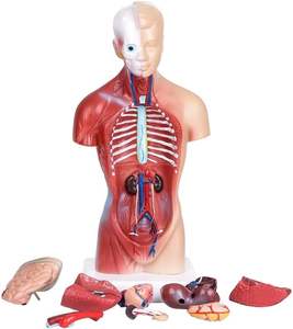 Modelo de <span class=keywords><strong>cuerpo</strong></span> <span class=keywords><strong>humano</strong></span> Torso Anatomy Doll 15 Partes extraíbles esqueleto visceral cerebro con Manual detallado altura de 10,5 pulgadas - Product Image 2