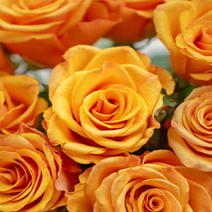 Atacado Personalizado Natural Único Veludo Rosas Fresco Corte Vermelho e Branco Fábrica Direto Flor Fornecimento - Product Image 2