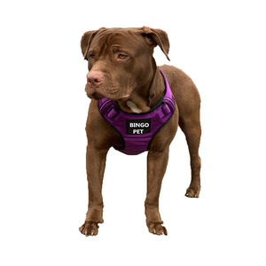 Áo phao cho chó Bully bằng chất liệu Neoprene mềm cao cấp - Product Image 3