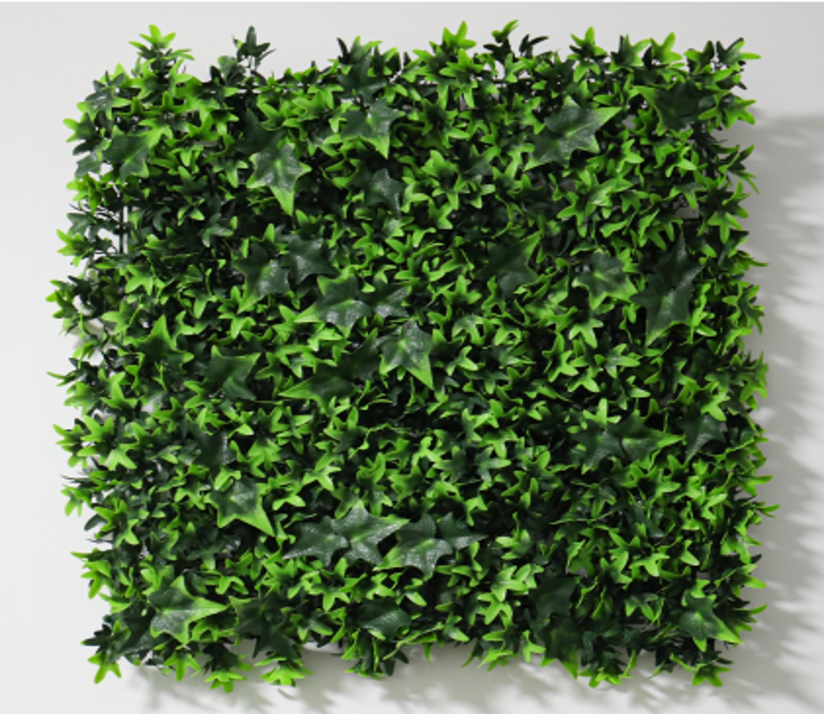 Sweet potato leaves