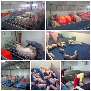 Thiết Kế Trang Trại Lợn/Dự Án Trang Trại Lợn/Thiết Bị Trang Trại Lợn - Product Image 5