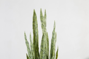 Plantas <span class=keywords><strong>de</strong></span> Serpiente Artificiales <span class=keywords><strong>de</strong></span> 90CM, Tipo <span class=keywords><strong>Lengua</strong></span> <span class=keywords><strong>de</strong></span> Madre <span class=keywords><strong>de</strong></span> <span class=keywords><strong>la</strong></span> Novia, Verdes, <span class=keywords><strong>de</strong></span> Gran Tamaño - Product Image 3