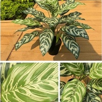 Calathea Makoyana Artificielle Premium - Plante Artificielle Ignifuge pour Décoration et Aménagement de Fenêtres Intérieures
