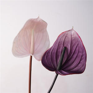 Plantas y Flores Artificiales <span class=keywords><strong>de</strong></span> Látex Real Touch, Planta <span class=keywords><strong>de</strong></span> Anturio <span class=keywords><strong>de</strong></span> Plástico, Decoración para Bodas, Navidad, Día <span class=keywords><strong>de</strong></span> la Madre - Product Image 6