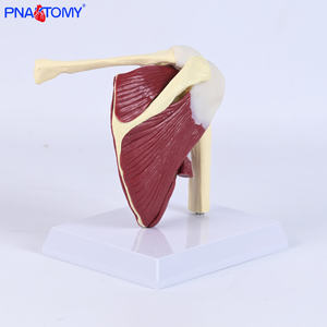 PVC Nhựa vai Mô Hình Doanh dây chằng cơ xương cấu trúc bao gồm xương đòn humerus scapula Vai cấu trúc - Product Image 5