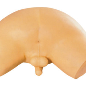 Modèle d'examen des glandes de la <span class=keywords><strong>prostate</strong></span> d'enseignement médical BIX-L63 avec matériau en PVC avancé pour la démonstration de la maladie et une utilisation pratique - Product Image 3
